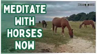 Meditate With Horses Now 🕊️🐴 Poetry in Motion