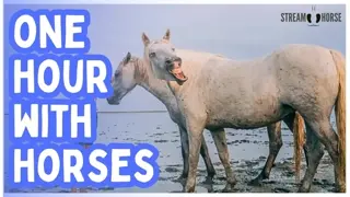 Release the Day 🐎🌄 60 Minutes of Horses & Nature for Deep Relaxation