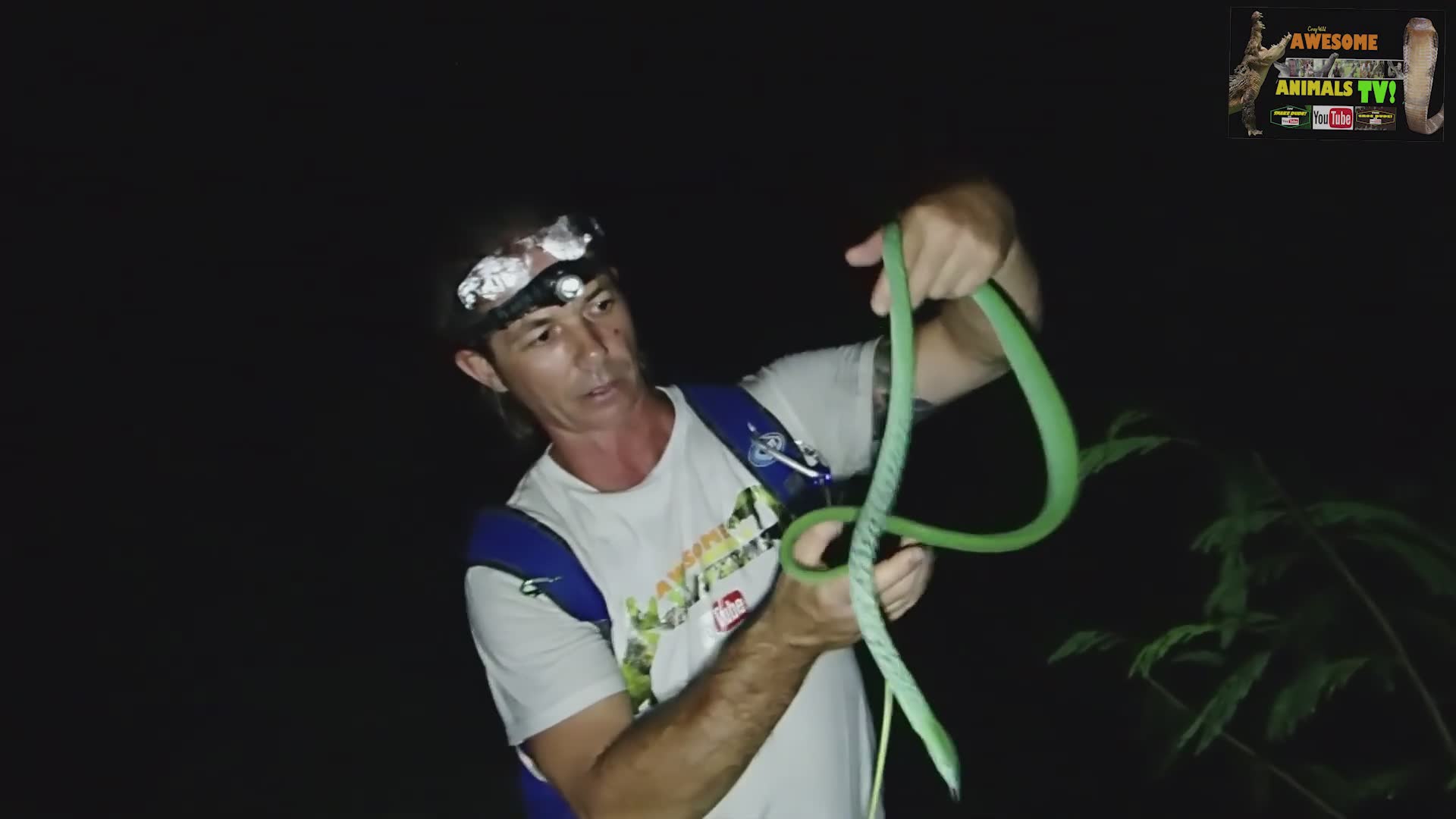 Nighttime herping expedition through Bali's forests discovering wild snakes and reptiles