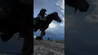 A horse will tell you everything you need to know about them.