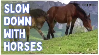 Be Present With Horses and Feel the World Slow Down 😊🐴