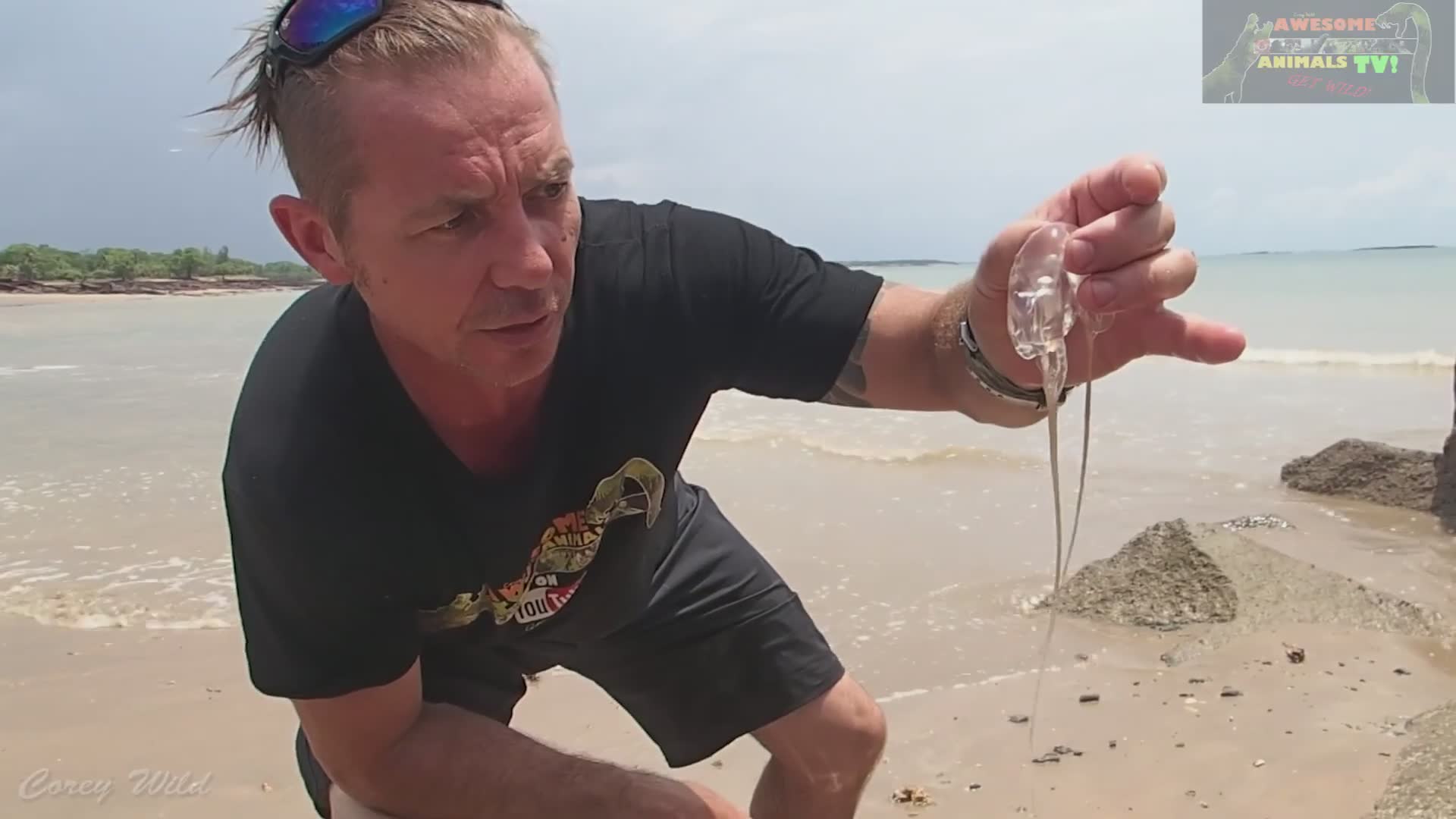 Surviving stinger season with box jellyfish sting warnings and cone shell safety advice