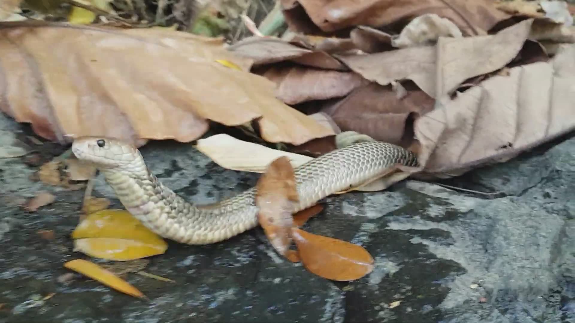 Close encounter with a venom-spitting cobra during a wildlife rescue operation in Bali