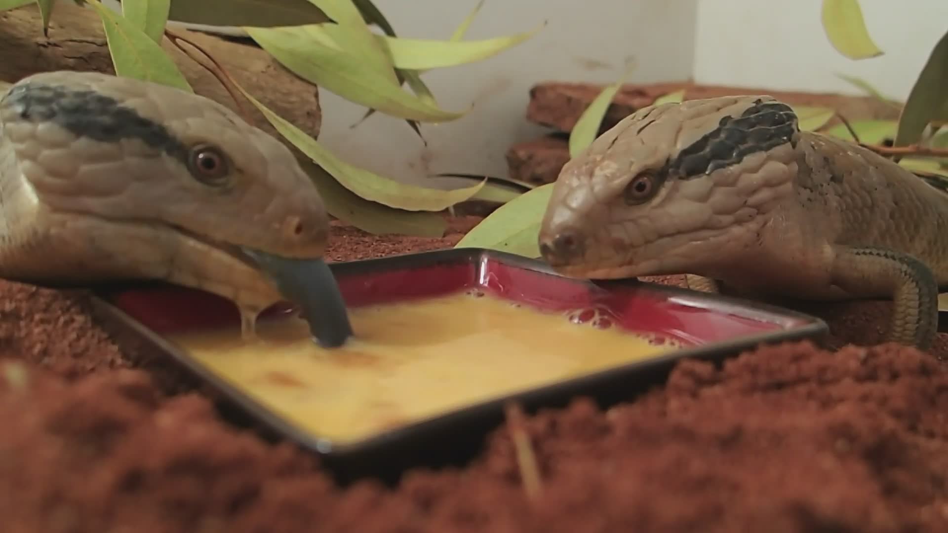 Exploring bearded dragons, monitors, and skink species across the Australian landscape