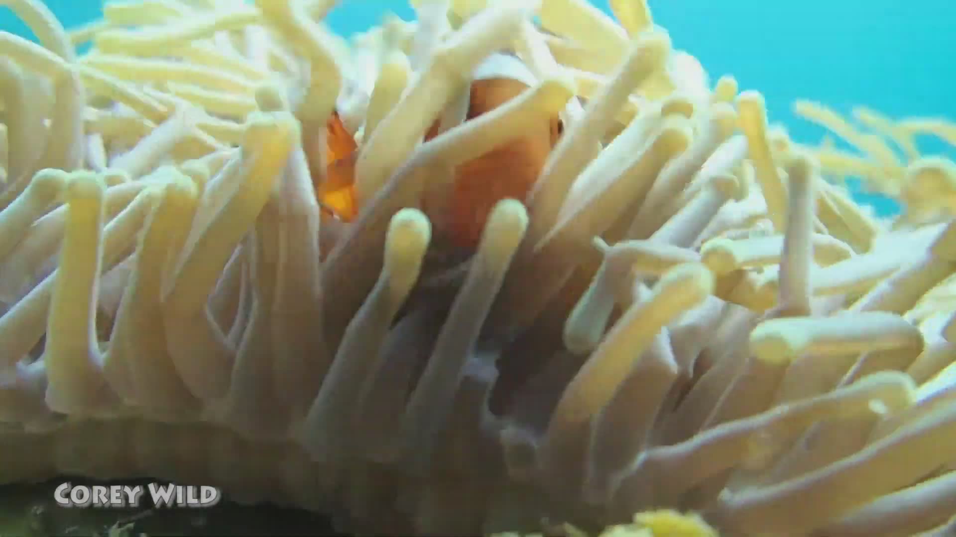 Discovering wild clownfish in sea anemones and whether anemone tentacles cause stings