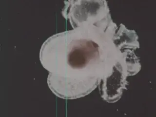 Plankton (1976)