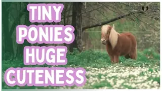Cute Ponies Grazing, Playing, and Being Adorable 🐴💛