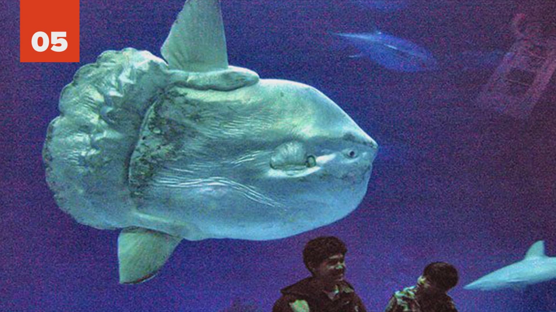 Abnormally large animals that actually exist and will blow your mind