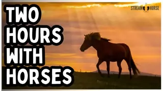 Let the World Be Kind for 2 Hours — Horses & Nature Around the Globe 🐎🌍