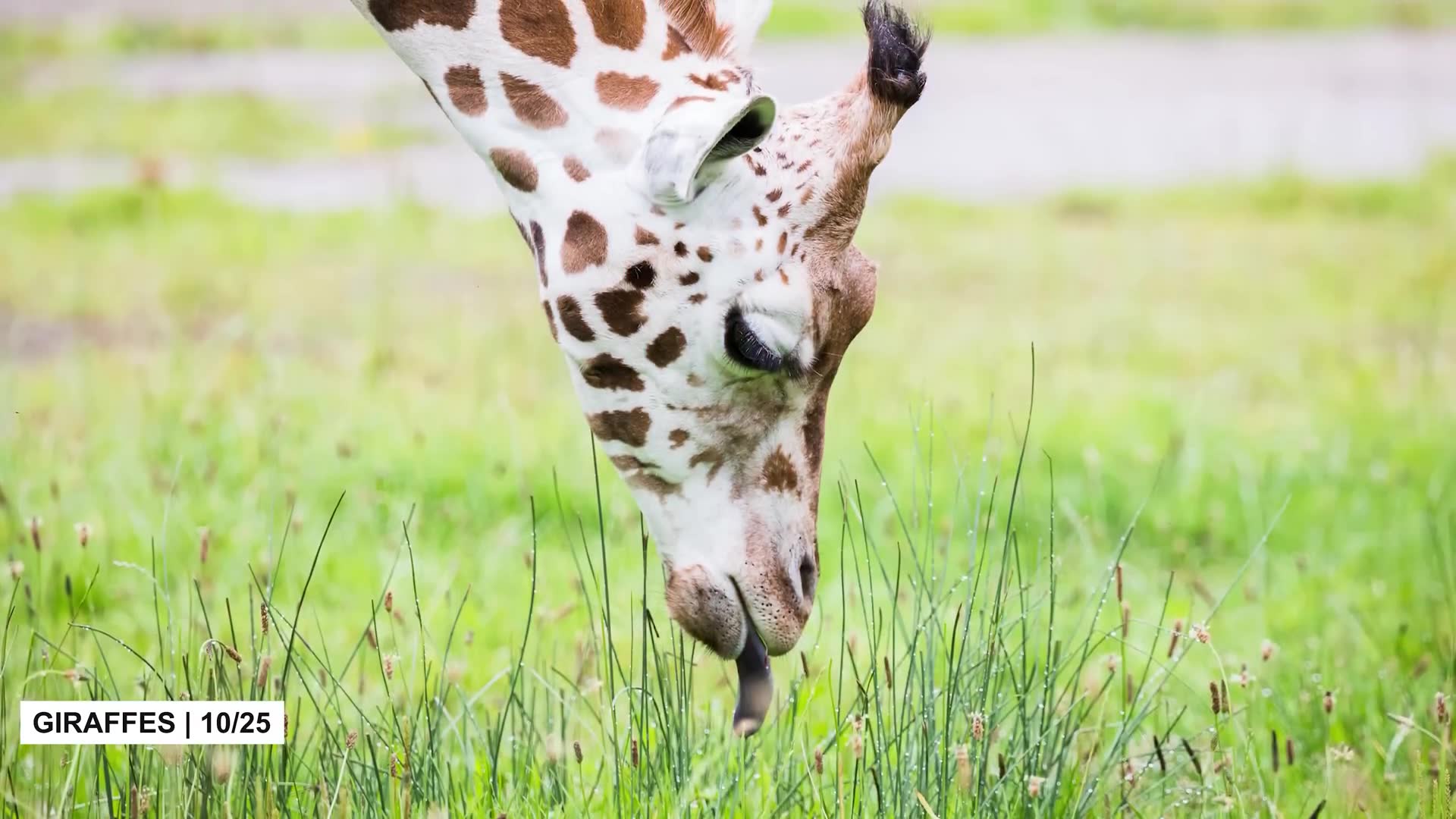 Strange animal facts that prove the natural world is endlessly weird