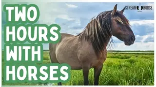 A Quiet World Still Exists — 2 Hours With Earth’s Gentle Hooves 🐎🦓🌍