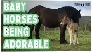 All the Baby Horses You Need Today 🐎🧡