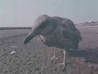 The End of One (1970)