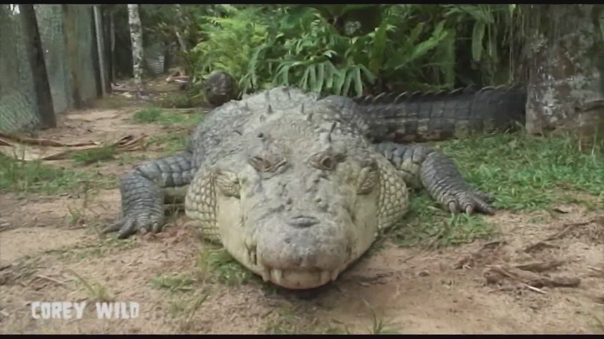 The crocodile handler examines the sobering death toll statistics of crocodile attacks