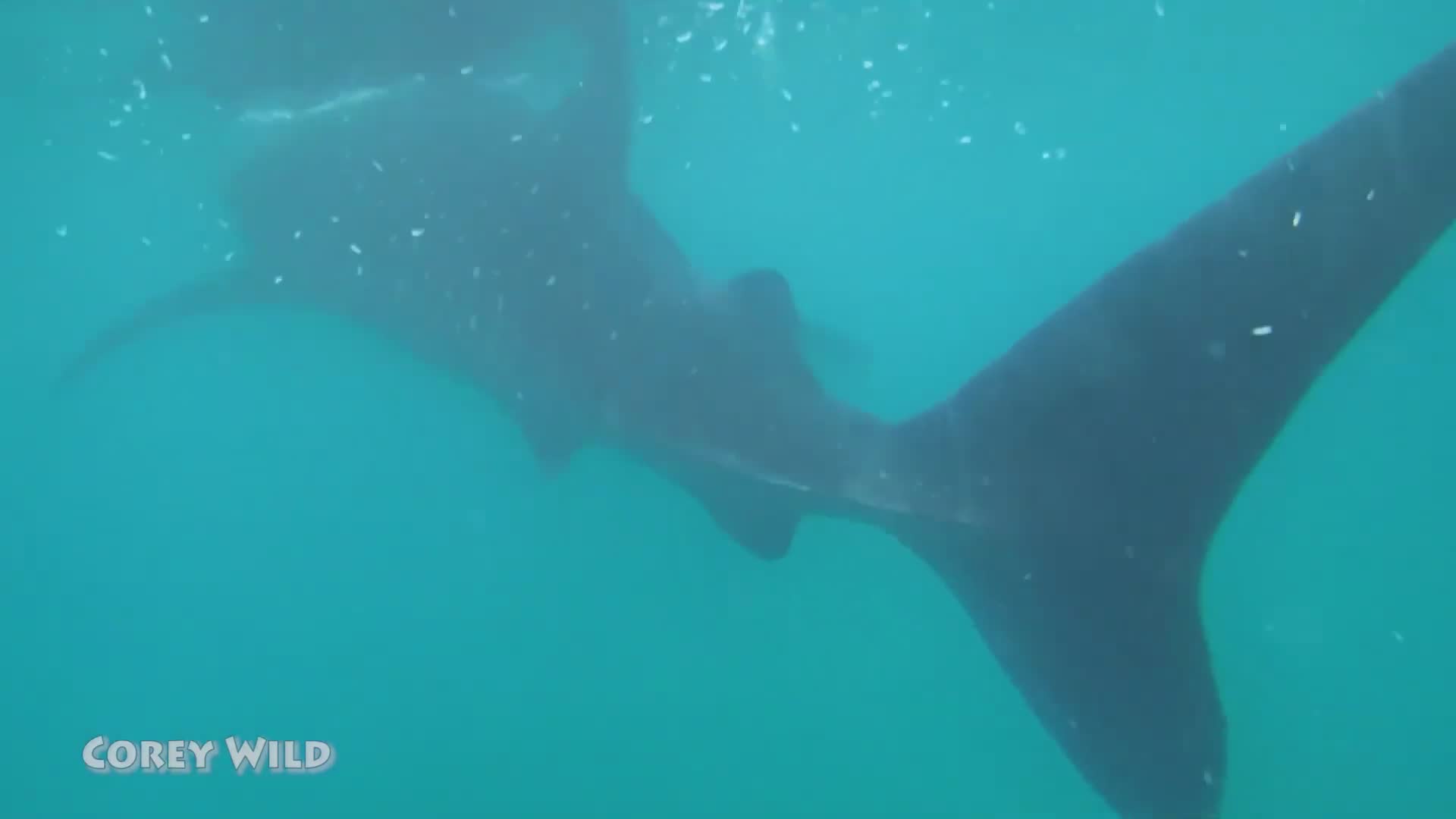 Everything you need to know about diving with whale sharks and how they differ from whales