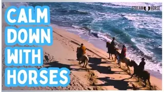10 Minutes of Horses in Motion — Nature, Freedom, and Calm Focus ✨🐴