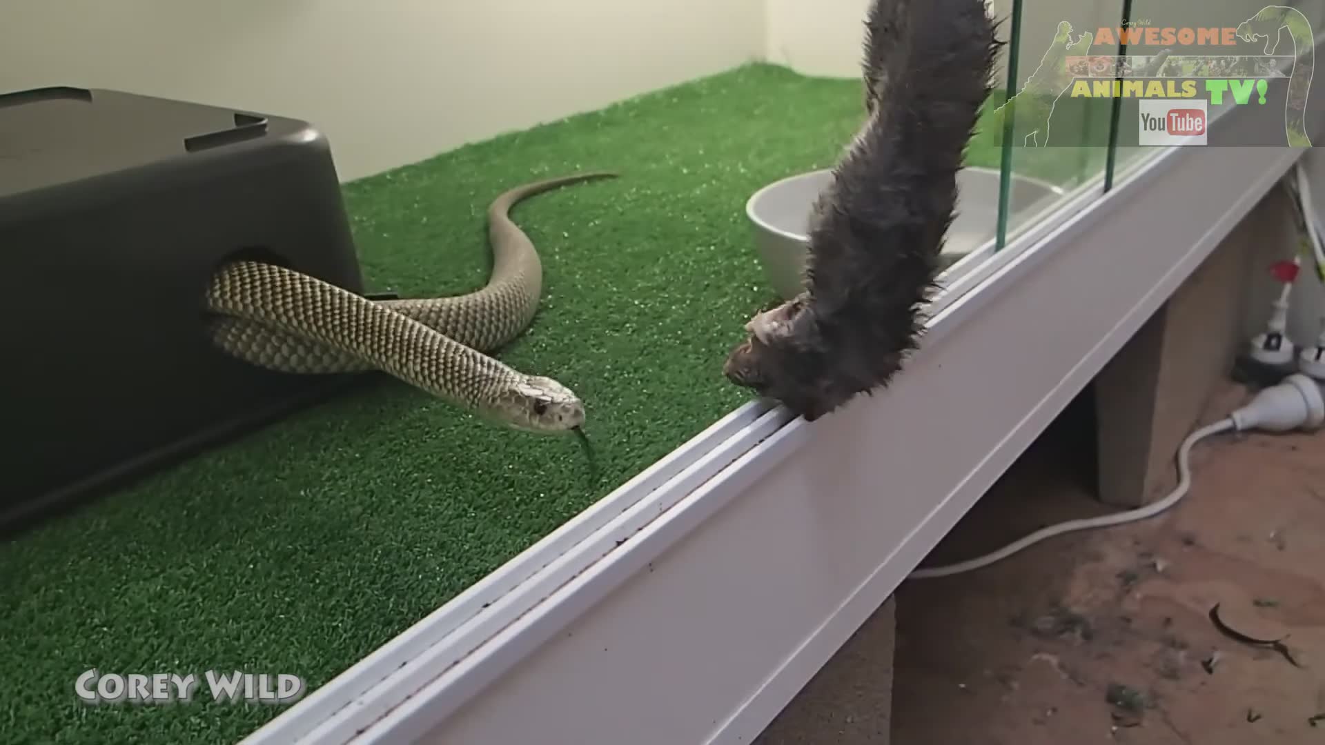 Why reckless handling of venomous snakes is never worth the risk, even for content