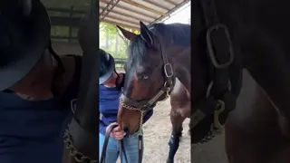Chacco Blue II enjoying his time with the amazing team at Wellgrove Equine 🐎💙