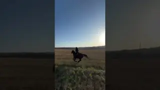 POV: you found a place where you feel free 🐎🌾