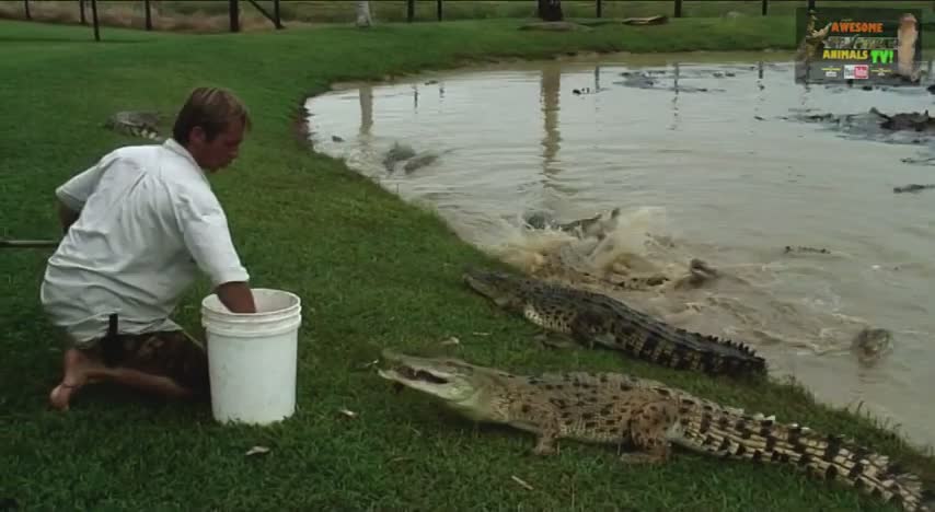 Adventures with the fearless wildlife handler who works daily with massive crocodiles