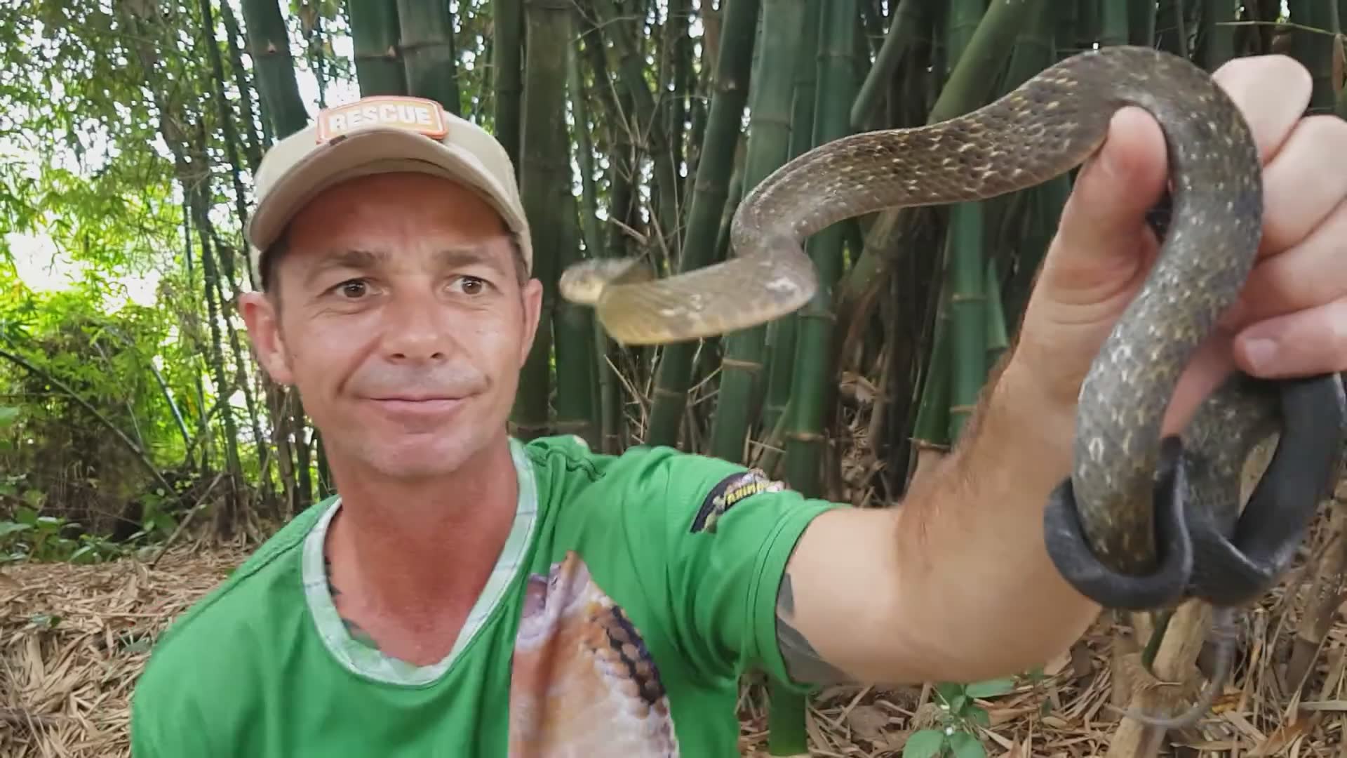 Identifying the exact species used in traditional snake charming performances in Asia