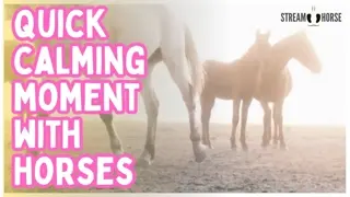 This Is Your Sign To Be Present With Horses 🌟🐴