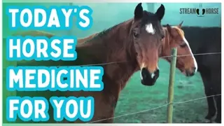 Today’s Horse Medicine for You 💊🐴 Watch This When You Need a Break