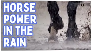 Enjoy The Power & Peace Of A Horse In The Rain 🐴💧