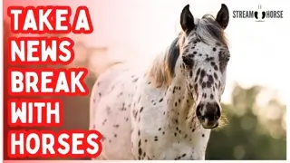 For Anyone Carrying Too Much Today 🐎🌿 Take 10 Minutes With Horses & Nature