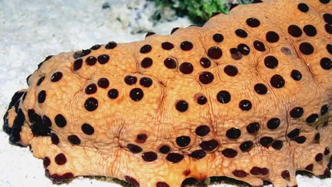 Creatures with extreme survival tactics from expelling organs to spraying blood