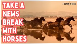 When Your Stress Feel High, Watch Horses 🐎👀 10 Minutes of Peace & Joy
