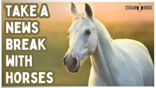 Where Time Slows Down and Horses Take Over ⏰🐴 10 Minutes You Won't Regret
