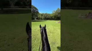 This is how we imagine #TeamGladiator horses hack around in the Reign Ease® PRO!