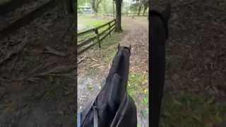 Everyday is the best day of our lives when having your barn protected by #FireHorse 🔥🐎🛡️