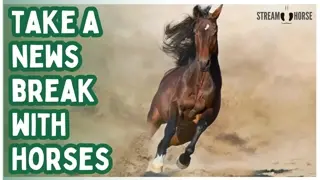 Turn Off the News. Turn On the Horses. 📺🐎 10 Minutes of Calm