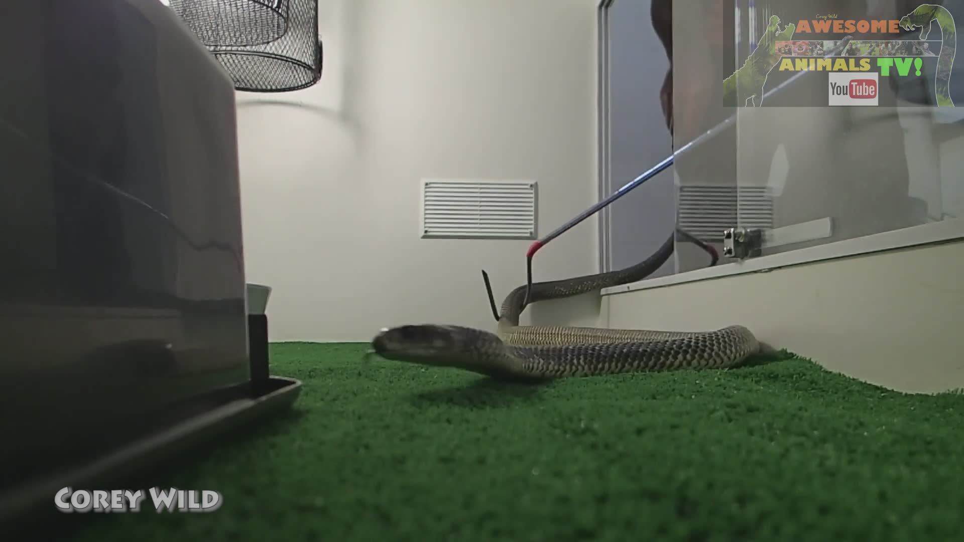 Field guide to dangerous venomous snake species across Australia