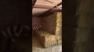 Nothing is sexier than a hay delivery day. 🌾🔥
