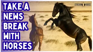 The Antidote to the News Cycle = Beautiful Horses and Nature 🐎😁