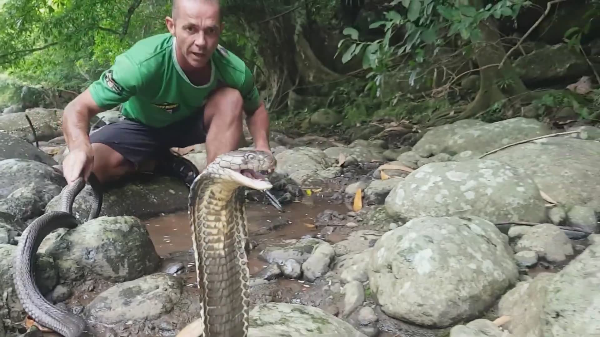 Witnessing massive king cobra in the wild during field research (2)