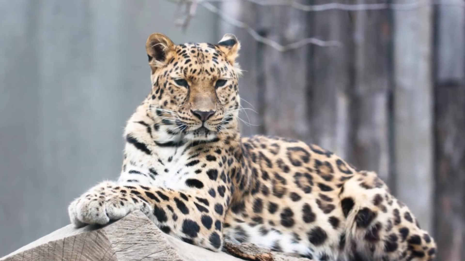 Unusual creatures with bizarre traits and limited populations worldwide