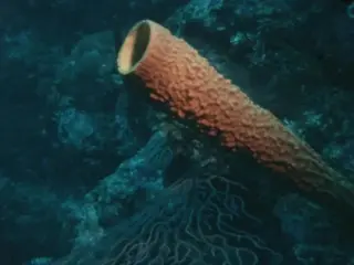 [South Pacific Underwater Coral, silent, 1960s]
