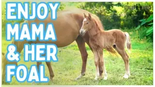 Enjoy A Moment With Mama & Her Foal 🐴💕