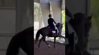Lavagante Interagro 🌋🦞 (Viheste (AR) x Bali Comando (SN)) making his FEI debut
