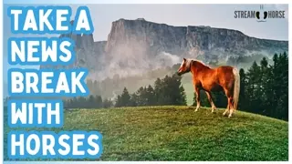 STOP Watching the News 🛑 Watch Horses, Donkeys & Zebras Instead 🐎🦓👀