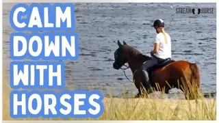 Watch This Calm Collection Of Horses That Soothe 😊🐎