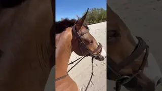 Plug in and saddle up with Plughz® Powered by Gladiator! 👂🏻🐴