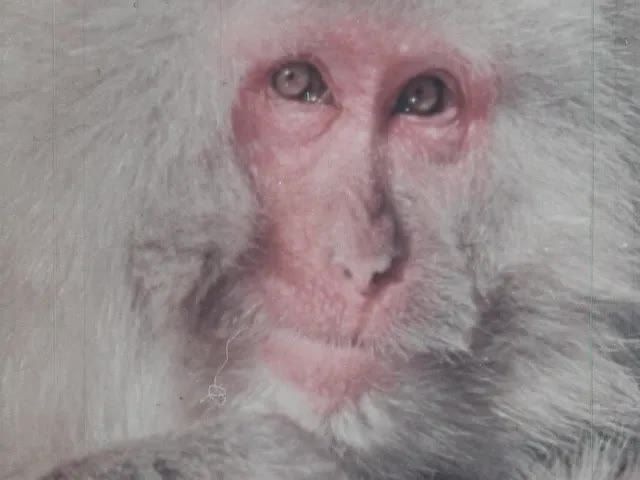 Snow Monkeys Of Japan (1975)