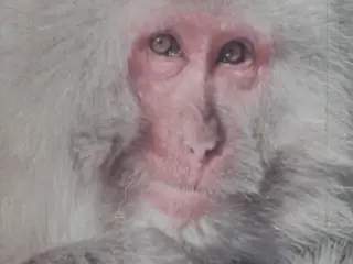 Snow Monkeys Of Japan (1975)