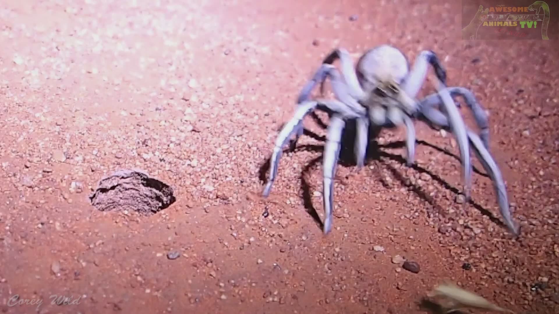 Learning about trapdoor spider ambush tactics from underground burrows