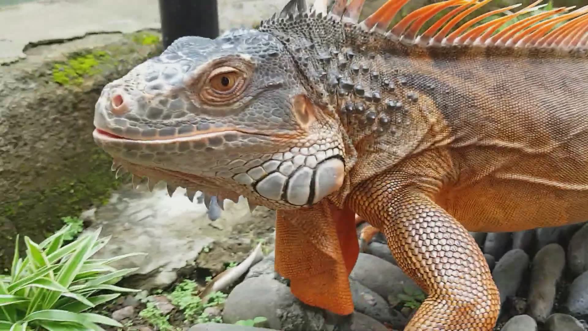 Encountering colorful blue, red and green iguana species in wild